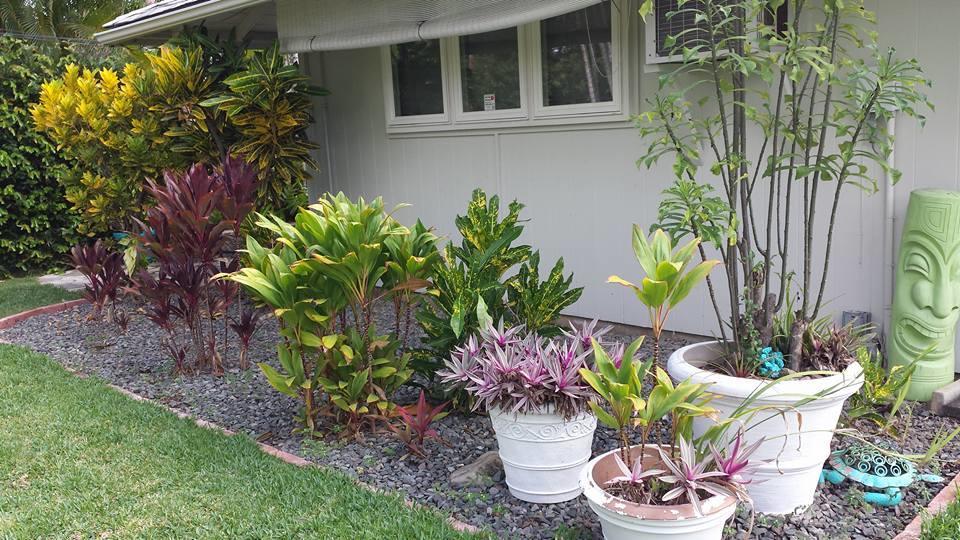 Paradise Palms B & B Кайлуа Екстер'єр фото